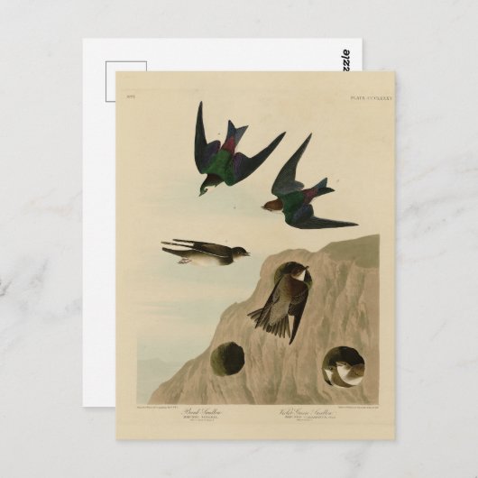 Bank, Violetgrüne Schwalben, Audubon Birds Amerika Postkarte (Vorne/Hinten)