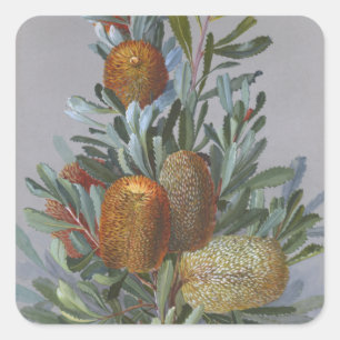 Banksia Australian Wildblume Watercolor Poster Quadratischer Aufkleber