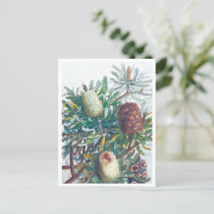 Banksia-Blume   Ellis Rowan 1782 Postkarte