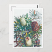 Banksia-Blume | Ellis Rowan 1782 Postkarte (Vorne/Hinten)