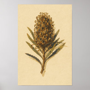 Banksia-Kegel-Botanik-Studie – 12 x 18 Poster
