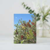 Banksias Postkarte (Stehend Vorderseite)