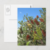 Banksias Postkarte (Vorne/Hinten)