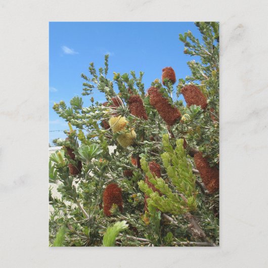 Banksias Postkarte (Vorderseite)