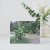 Bannana Trees Postkarte (Stehend Vorderseite)