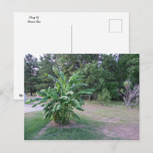 Bannana Trees Postkarte (Vorne/Hinten)