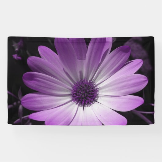 Banner für lila Daisy Blume (Horizontal)