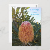 Banskia Blume Western Australien Postkarte (Vorne/Hinten)