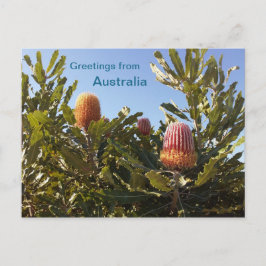 Banskia Blume Western Australien Postkarte