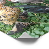 Bantam Chicken Poster (Ecke)