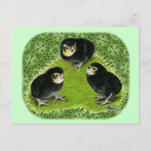 Bantam Chicks im Garten Postkarte (Vorderseite)