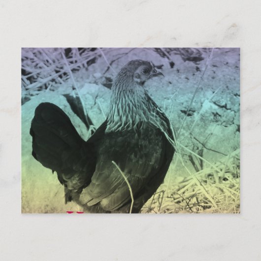 Bantam Hen Oaster Feiertagspostkarte (Vorderseite)