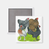 Bantam Hen Quarttet Magnet (Vorderseite/Rückseite)