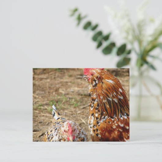 Bantam Hen und Rooster Postkarte (Stehend Vorderseite)