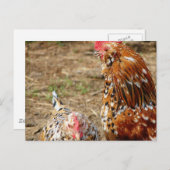 Bantam Hen und Rooster Postkarte (Vorne/Hinten)