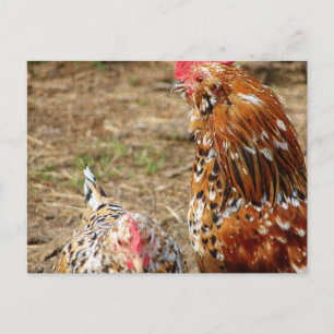 Bantam Hen und Rooster Postkarte