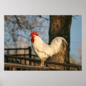 "Bantam in the Morning" Poster (Vorne)