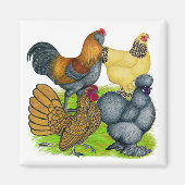 Bantam Quartett Magnet (Vorne)