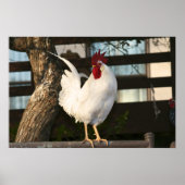 Bantam Rooster Poster (Vorne)