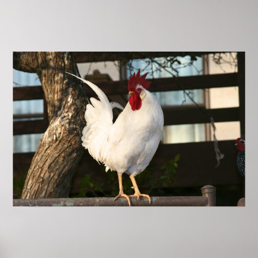 Bantam Rooster Poster (Vorne)