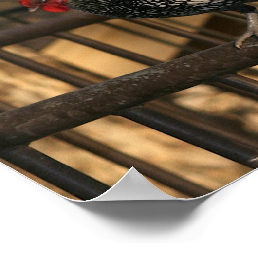 "Bantam & Sebright"-Roosters Poster (Ecke)