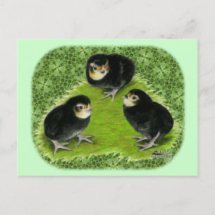 Bantamküken im Garten Postkarte