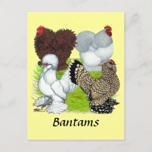 Bantams Feather Leged Postkarte