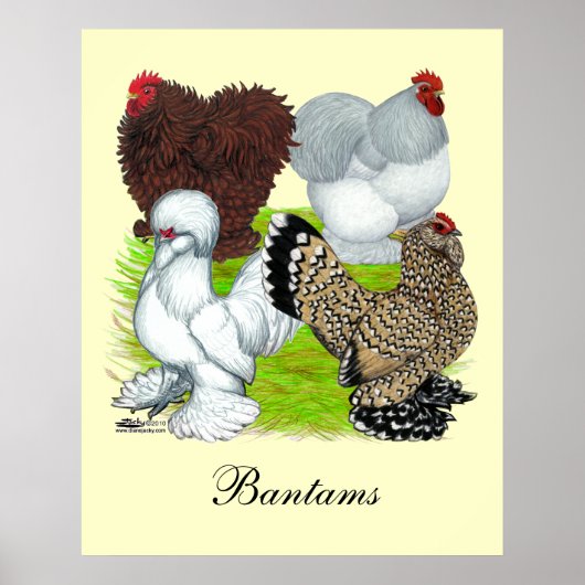 Bantams Feather Legged Poster (Vorne)