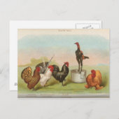 Bantams Postkarte (Vorne/Hinten)