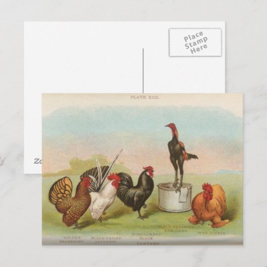 Bantams Postkarte (Vorne/Hinten)