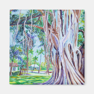 Banyan-Baum bei den Waimea Plantation Cottages  Magnet
