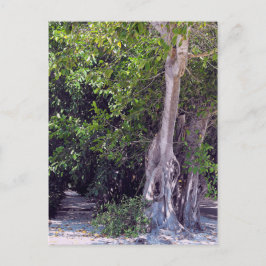 Banyan Street Postcard Postkarte