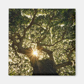 Banyan Tree Canopy Sunstar Magnet (Vorne)