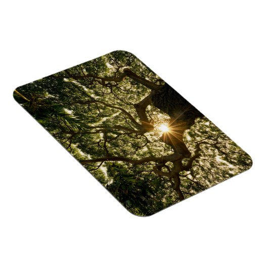 Banyan Tree Canopy Sunstar Magnet (Rechte Seite)