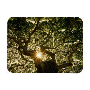 Banyan Tree Canopy Sunstar Magnet
