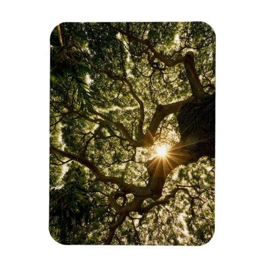 Banyan Tree Canopy Sunstar Magnet (Vertikal)