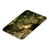 Banyan Tree Canopy Sunstar Magnet (Linke Seite)