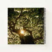 Banyan Tree Canopy Sunstar Notizblock (Rückseite)