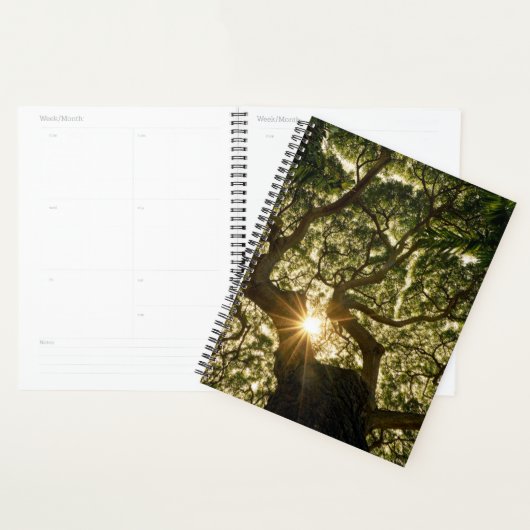 Banyan Tree Canopy Sunstar Planer (Anzeige)