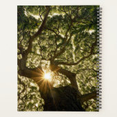 Banyan Tree Canopy Sunstar Planer (Rückseite)
