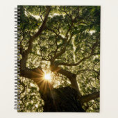 Banyan Tree Canopy Sunstar Planer (Vorderseite)