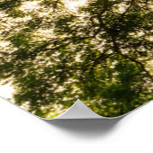 Banyan Tree Canopy Sunstar Poster (Ecke)