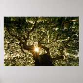 Banyan Tree Canopy Sunstar Poster (Vorne)