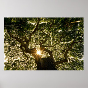 Banyan Tree Canopy Sunstar Poster