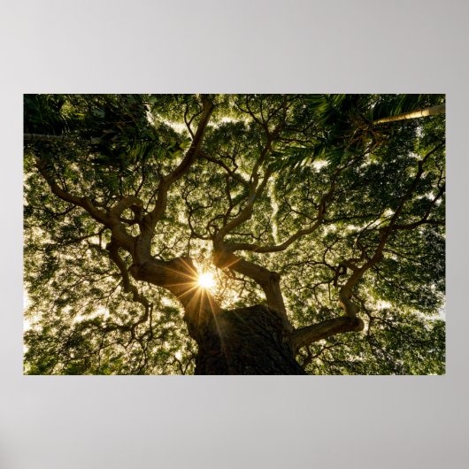 Banyan Tree Canopy Sunstar Poster (Vorne)