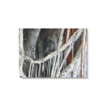 Banyan Tree Closeup Foto