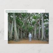 Banyan Tree Edison & Ford Anwesen Ft Myers Florida Postkarte (Vorne/Hinten)