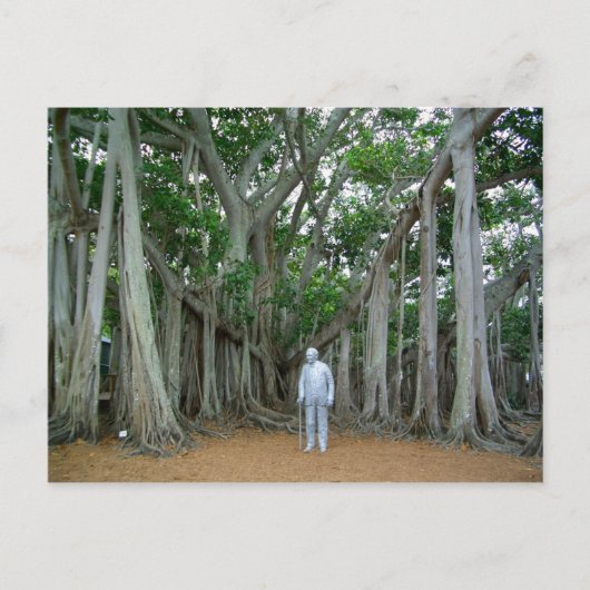 Banyan Tree Edison & Ford Anwesen Ft Myers Florida Postkarte (Vorderseite)