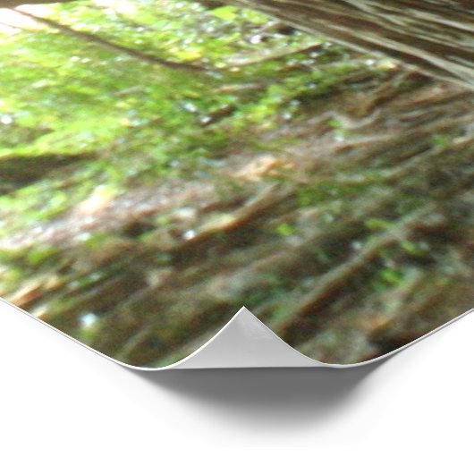 Banyan Tree Poster (Ecke)