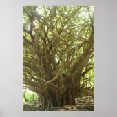 Banyan Tree Poster (Vorne)